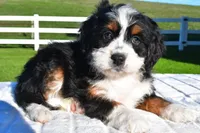 Luna, a female Miniature Bernedoodle and Miniature Aussiedoodle for sale in Dundee, OH – Photo 2 of 5