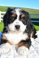 Luna, a female Miniature Bernedoodle and Miniature Aussiedoodle for sale in Dundee, OH – Photo 3 of 5