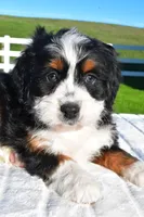 Luna, a female Miniature Bernedoodle and Miniature Aussiedoodle for sale in Dundee, OH – Photo 5 of 5