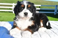 Luna, a female Miniature Bernedoodle and Miniature Aussiedoodle for sale in Dundee, OH – Photo 1 of 5