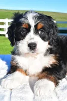 Luna, a female Miniature Bernedoodle and Miniature Aussiedoodle for sale in Dundee, OH – Photo 4 of 5