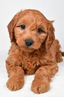 Colton, a male Miniature Goldendoodle for sale in Dundee, OH – 4 of 8