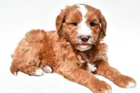 Landrie, a female Miniature Goldendoodle for sale in Dundee, OH – 2 of 6