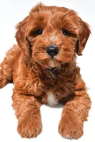 Austin, a male Miniature Goldendoodle for sale in Dundee, OH – 5 of 8