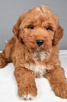Brady, a male Miniature Goldendoodle for sale in Dundee, OH – 9 of 10
