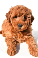 Layla, a female Miniature Goldendoodle for sale in Dundee, OH – 7 of 8