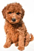 Miley, a female Miniature Goldendoodle for sale in Dundee, OH – 3 of 9