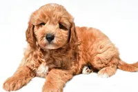 Klhoe, a female Miniature Goldendoodle for sale in Dundee, OH – 5 of 7