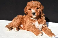 Jake, a male Miniature Goldendoodle for sale in Dundee, OH – 3 of 8