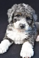 Kaden, a male Miniature Bernedoodle for sale in Dundee, OH – 6 of 7