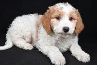 Logan, a male Miniature Goldendoodle for sale in Dundee, OH – 2 of 6