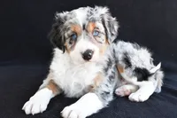 Austin, a male Miniature Bernedoodle and Miniature Aussiedoodle for sale in Dundee, OH – 6 of 9