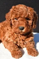 Olivia, a female Miniature Goldendoodle for sale in Dundee, OH – 6 of 9
