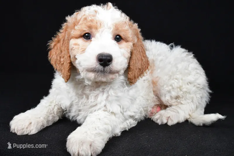 Logan – Miniature Goldendoodle puppy for sale in Dundee, OH