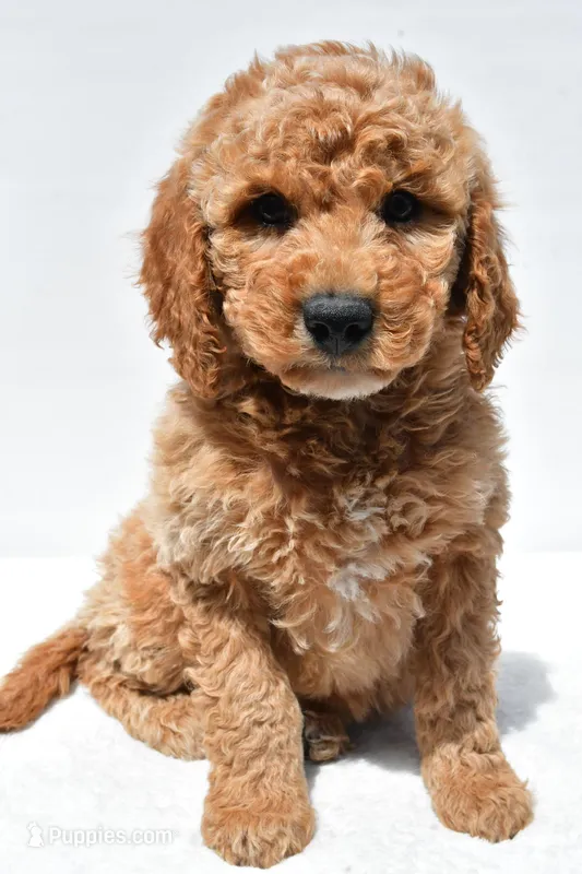Huntley – Miniature Goldendoodle puppy for sale in Dundee, OH