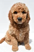 Huntley, a male Miniature Goldendoodle for sale in Dundee, OH – Photo 1 of 8