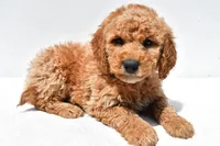 Huntley, a male Miniature Goldendoodle for sale in Dundee, OH – Photo 3 of 8