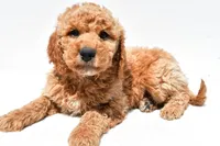 Huntley, a male Miniature Goldendoodle for sale in Dundee, OH – Photo 4 of 8