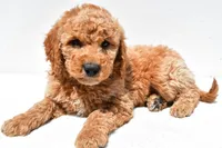 Huntley, a male Miniature Goldendoodle for sale in Dundee, OH – Photo 5 of 8