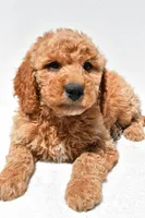 Huntley, a male Miniature Goldendoodle for sale in Dundee, OH – Photo 7 of 8