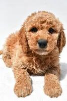 Huntley, a male Miniature Goldendoodle for sale in Dundee, OH – Photo 6 of 8