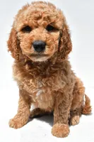 Huntley, a male Miniature Goldendoodle for sale in Dundee, OH – Photo 2 of 8