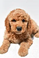 Huntley, a male Miniature Goldendoodle for sale in Dundee, OH – Photo 8 of 8