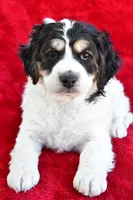 Colleen, a female Miniature Bernedoodle and Miniature Aussiedoodle for sale in Dundee, OH – 5 of 9