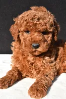 Jade, a female Miniature Goldendoodle for sale in Dundee, OH – 5 of 8