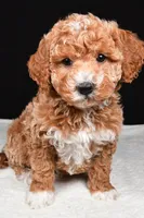 Sophia, a female Miniature Goldendoodle for sale in Dundee, OH – Photo 9 of 9