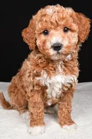 Sophia, a female Miniature Goldendoodle for sale in Dundee, OH – Photo 2 of 9
