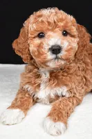 Sophia, a female Miniature Goldendoodle for sale in Dundee, OH – Photo 6 of 9