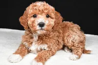 Sophia, a female Miniature Goldendoodle for sale in Dundee, OH – Photo 7 of 9