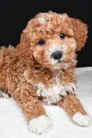 Sophia, a female Miniature Goldendoodle for sale in Dundee, OH – Photo 4 of 9