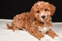 Sophia, a female Miniature Goldendoodle for sale in Dundee, OH – Photo 3 of 9
