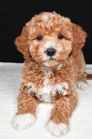 Sophia, a female Miniature Goldendoodle for sale in Dundee, OH – Photo 8 of 9