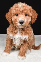 Sophia, a female Miniature Goldendoodle for sale in Dundee, OH – Photo 1 of 9