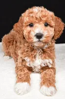 Sophia, a female Miniature Goldendoodle for sale in Dundee, OH – Photo 5 of 9