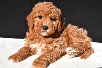 Sophia, a female Miniature Goldendoodle for sale in Dundee, OH – 4 of 8