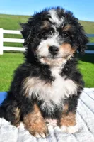 Grace, a female Miniature Bernedoodle and Miniature Aussiedoodle for sale in Dundee, OH – Photo 2 of 6