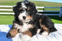 Grace, a female Miniature Bernedoodle and Miniature Aussiedoodle for sale in Dundee, OH – Photo 6 of 6