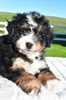 Grace, a female Miniature Bernedoodle and Miniature Aussiedoodle for sale in Dundee, OH – Photo 5 of 6