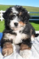 Grace, a female Miniature Bernedoodle and Miniature Aussiedoodle for sale in Dundee, OH – Photo 1 of 6