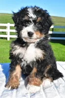 Grace, a female Miniature Bernedoodle and Miniature Aussiedoodle for sale in Dundee, OH – Photo 4 of 6
