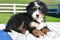 Grace, a female Miniature Bernedoodle and Miniature Aussiedoodle for sale in Dundee, OH – Photo 3 of 6