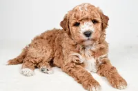 Rylan, a male Miniature Goldendoodle for sale in Dundee, OH – Photo 4 of 8