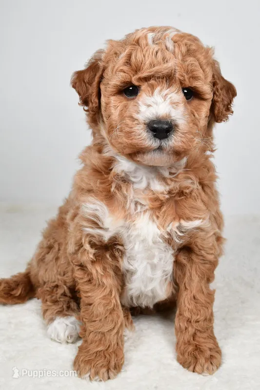 Rylan, a male Miniature Goldendoodle for sale in Dundee, OH – Photo 1 of 8