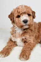 Rylan, a male Miniature Goldendoodle for sale in Dundee, OH – Photo 7 of 8