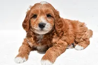 Logan, a male Miniature Goldendoodle for sale in Dundee, OH – Photo 4 of 4