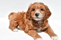 Logan, a male Miniature Goldendoodle for sale in Dundee, OH – Photo 3 of 4